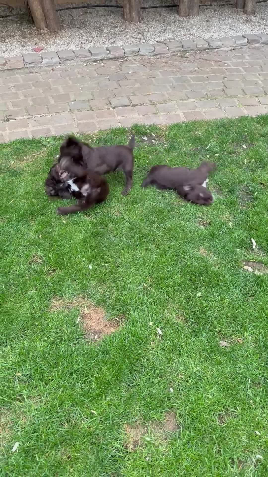 Cocker Spaniel dogs for sale: Working cocker spaniel puppies  - Video 1