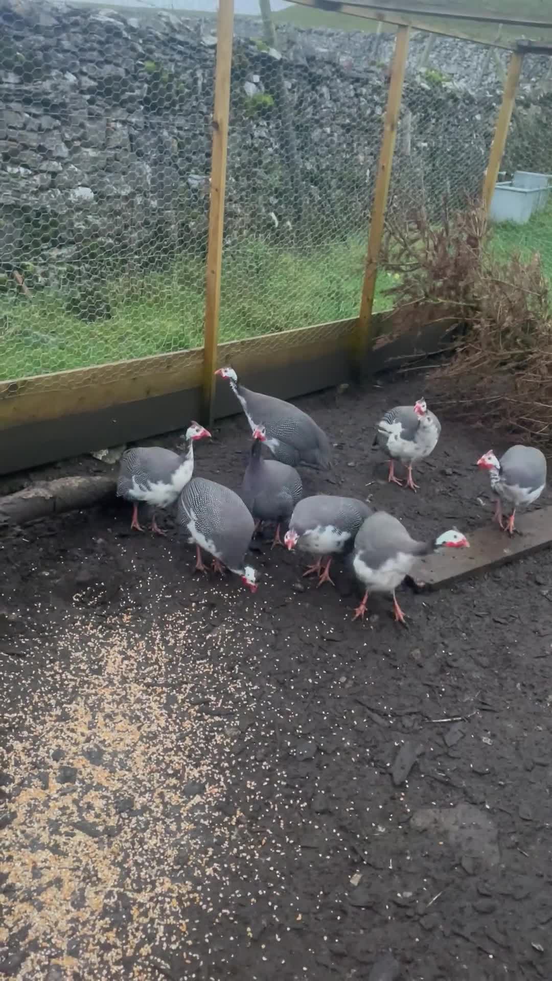 Guinea Fowl poultry for sale: Guinea fowl - Video 1