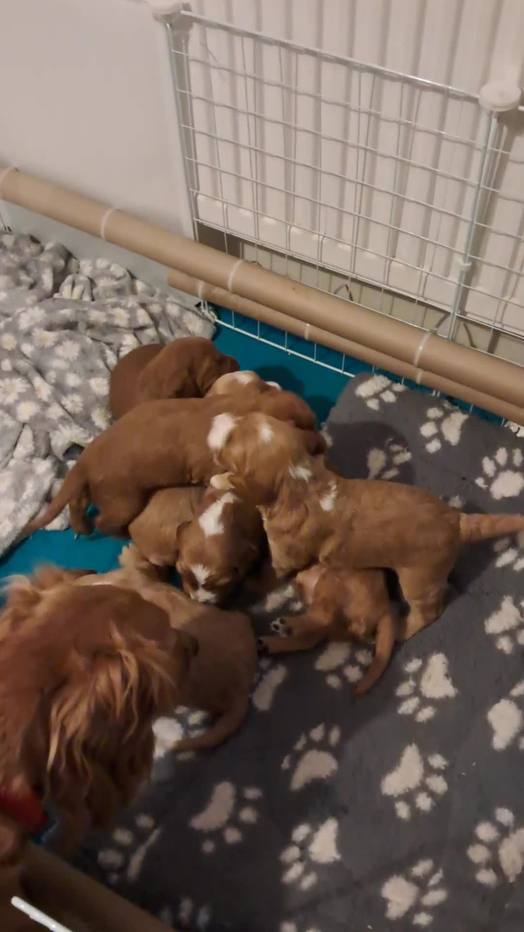 Cockapoo dogs for sale: F1B Red and fox red cockapoo litter - Video 1