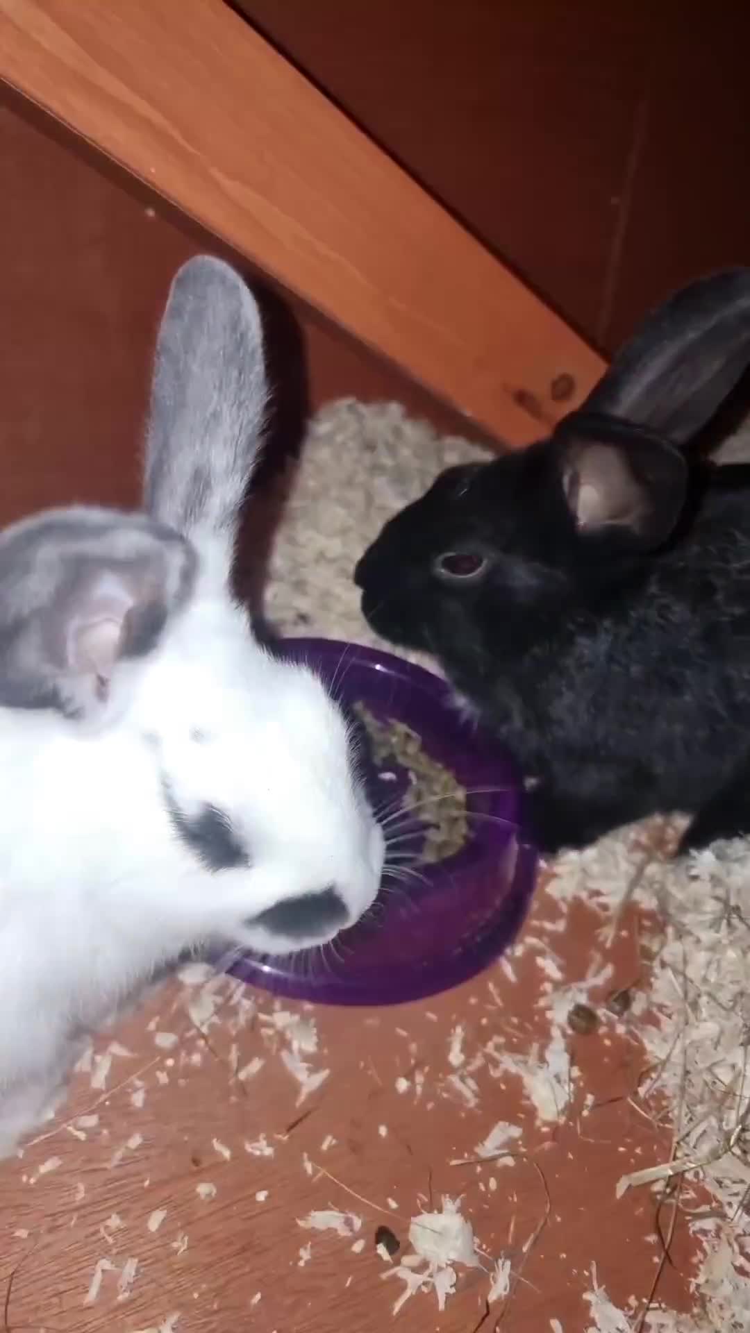 Mixed Breed rabbits for sale: 2 friendly rabbits  - Video 1
