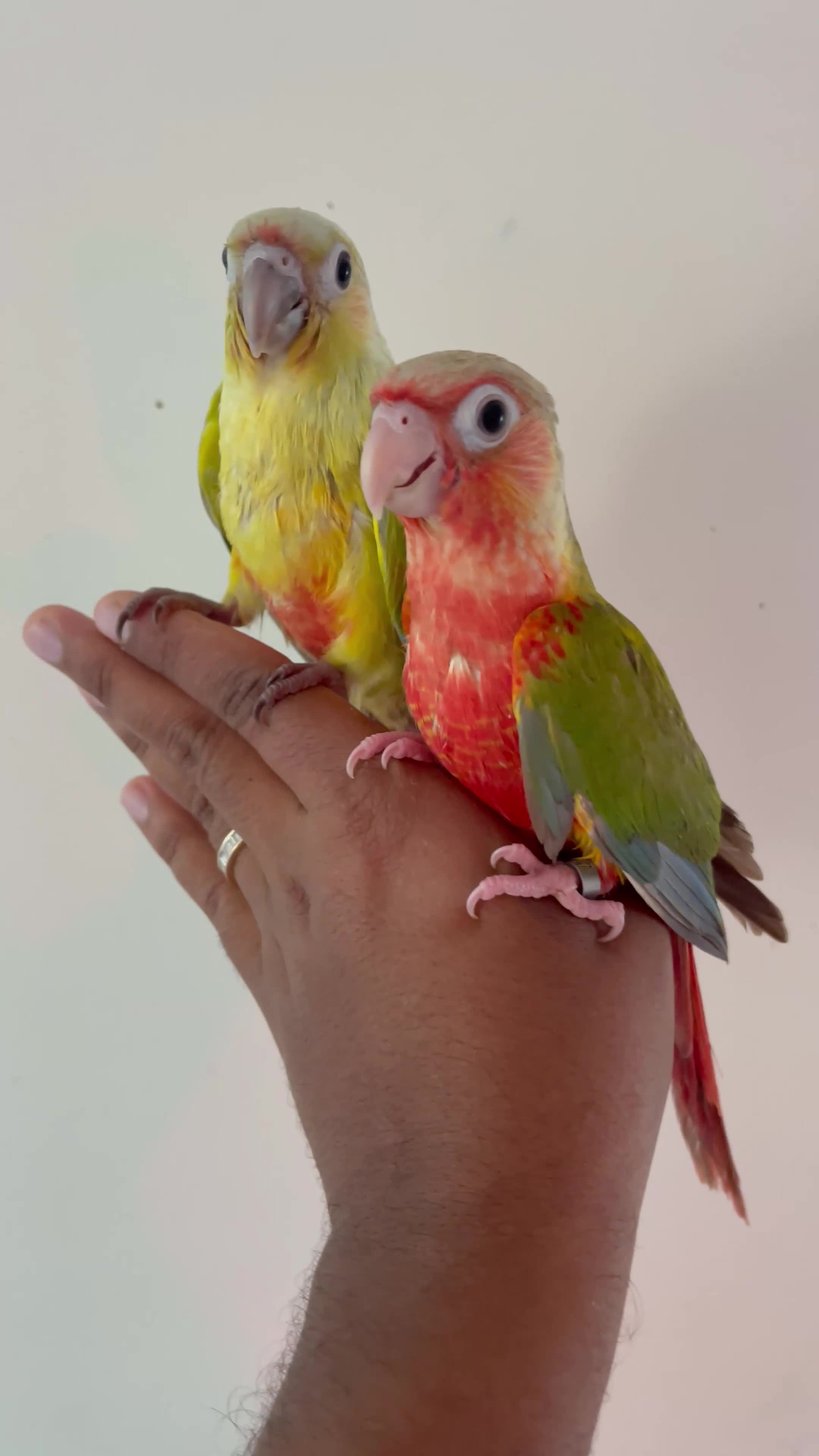 Conures birds for sale: Hand reared conures for sale  - Video 3