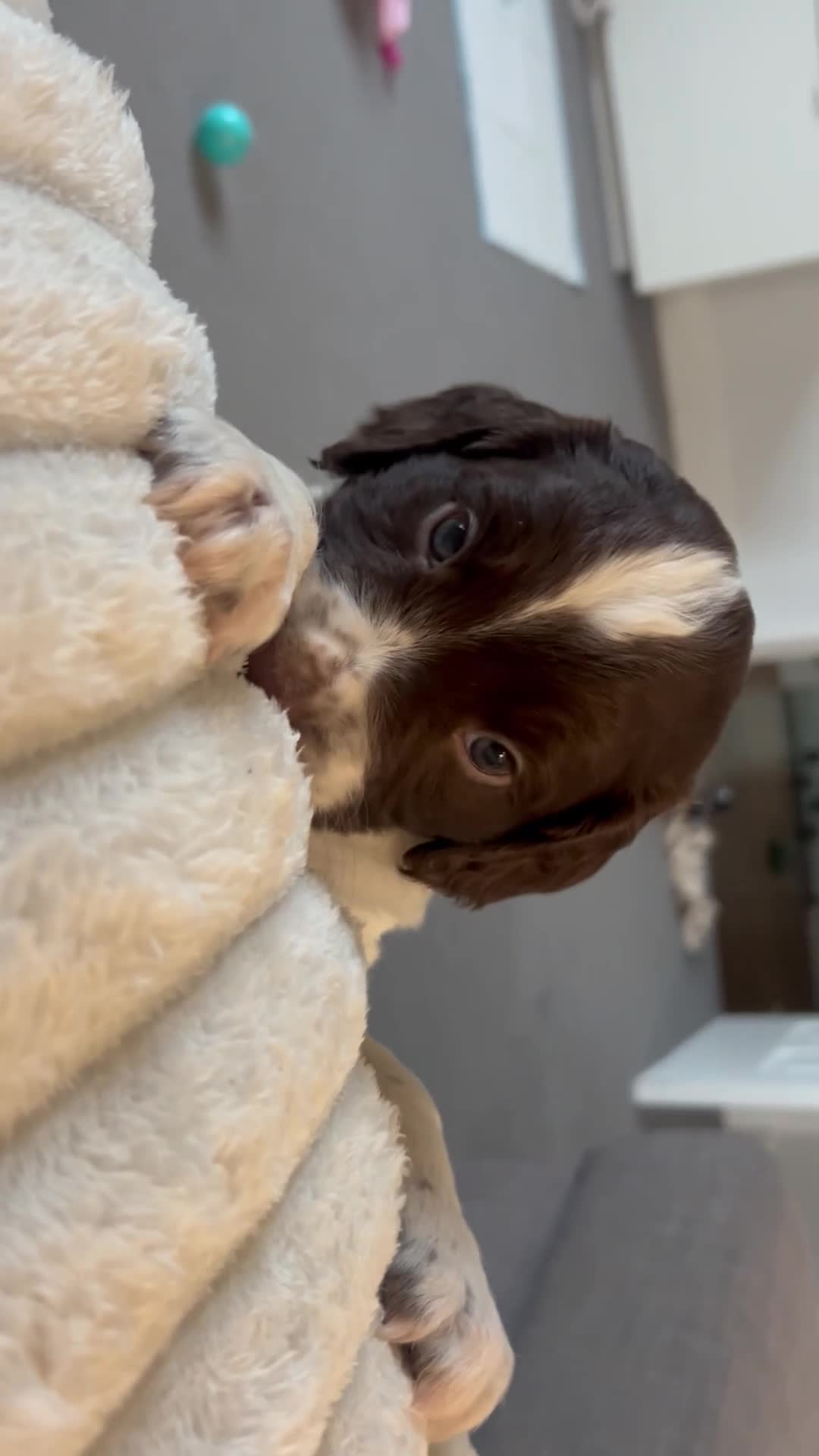 Sprocker dogs for sale: 2 male sprocker spaniels  - Video 2