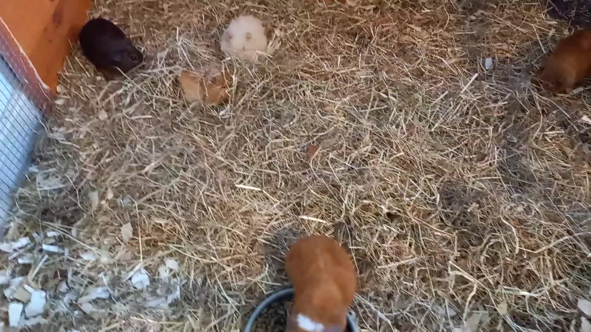 Guinea Pig rodents for sale: Baby guinea pigs  - Video 2