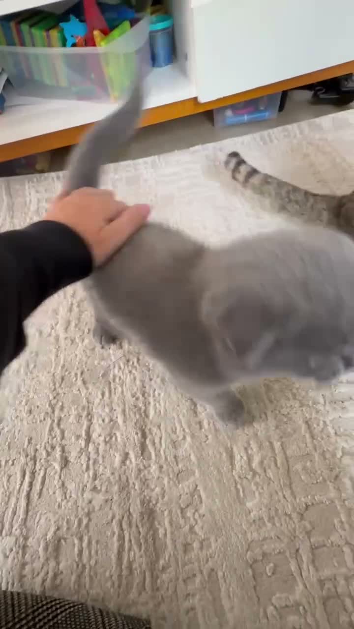 Scottish Fold cats for sale: Scottish fold kitten  - Video 1