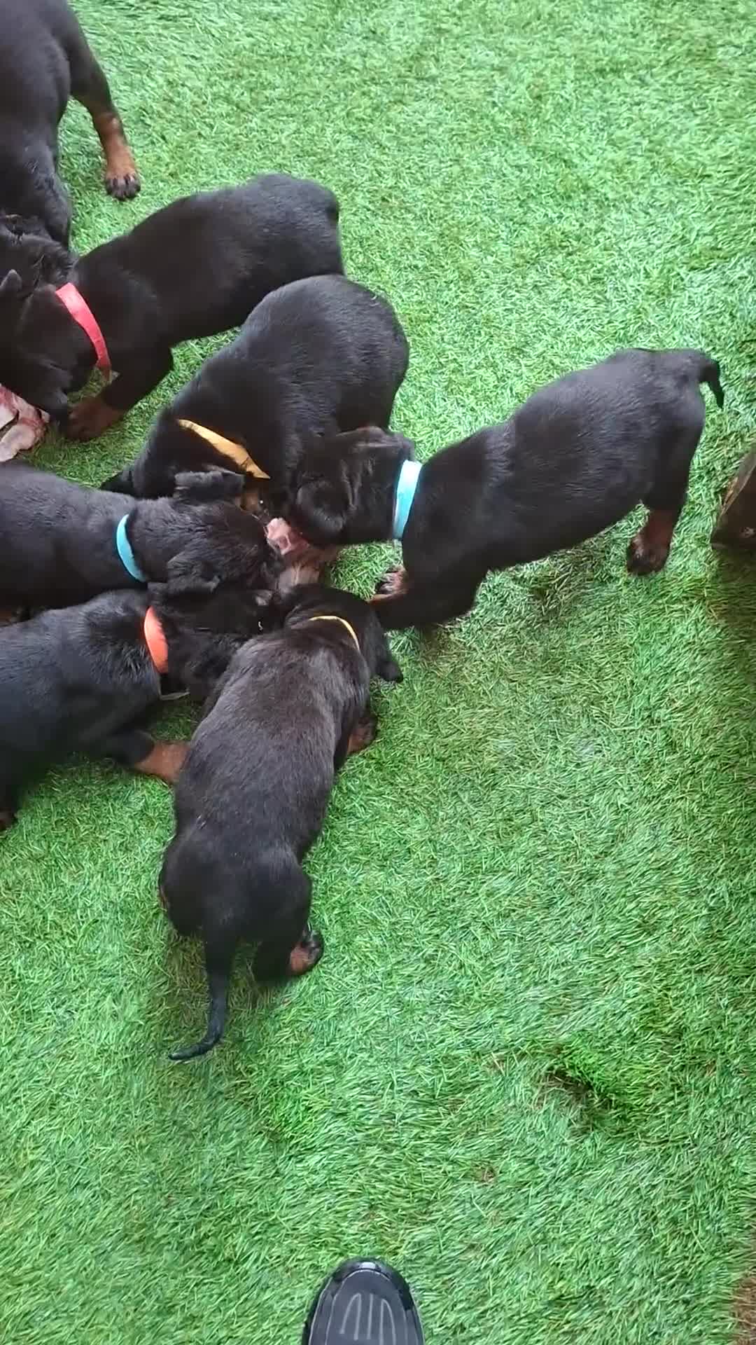 Dobermann dogs for sale: Rottweiler/Doberman  - Video 1