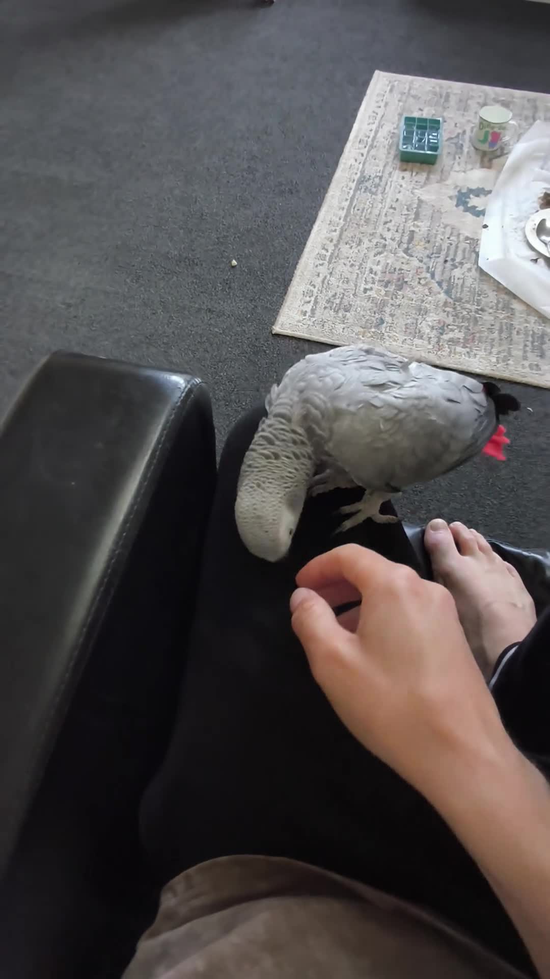 Parrots birds for sale: African grey  - Video 1