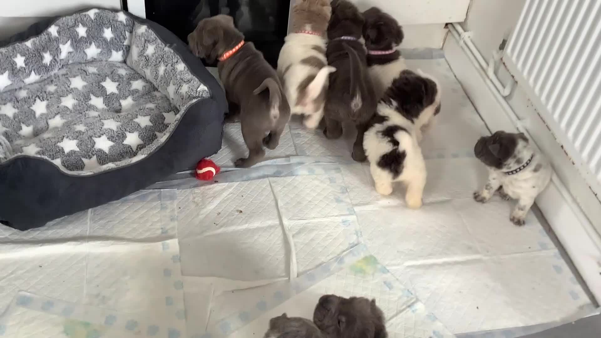 Shar Pei dogs for sale: Kc registered shar pei - Video 1