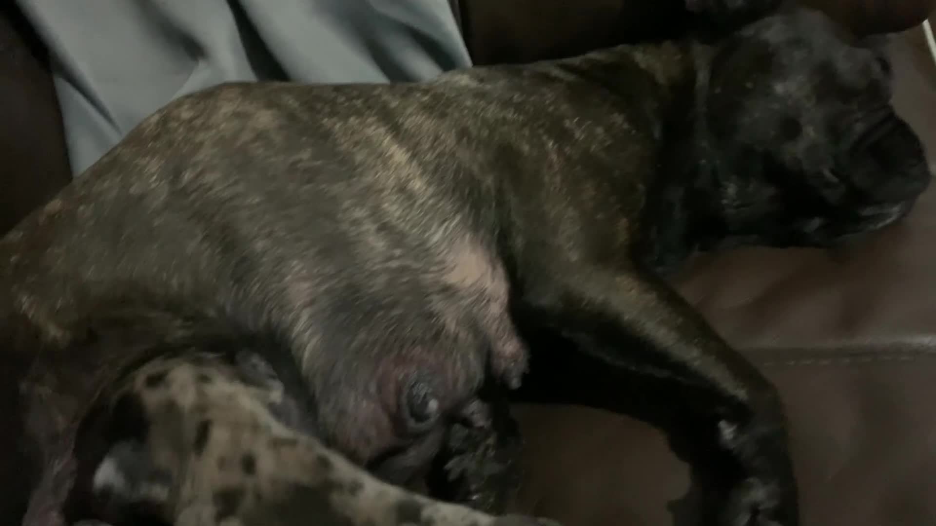 French Bulldog dogs for sale: * READY TO LEAVE* Stunning French Bulldog Puppies - Video 1