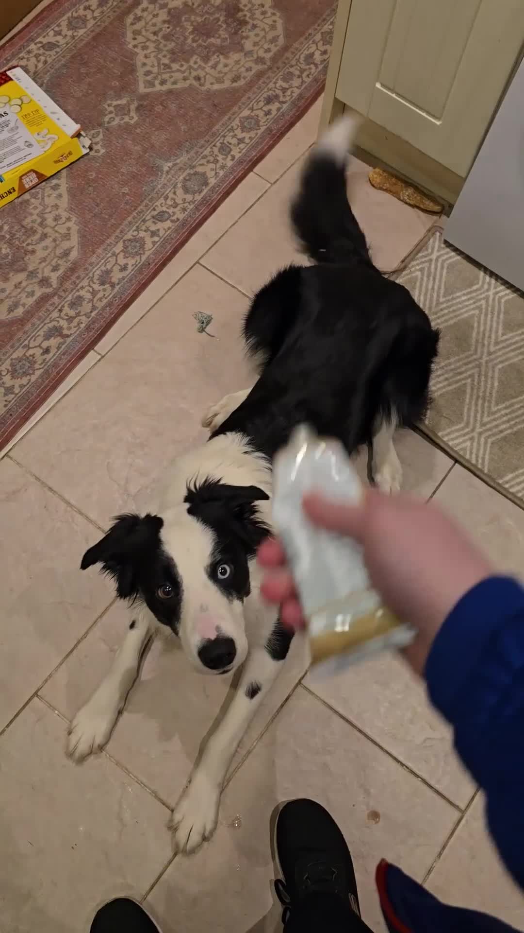 Border Collie dogs for adoption: 1yr Old Border Collie Male in Mansfield - Video 1