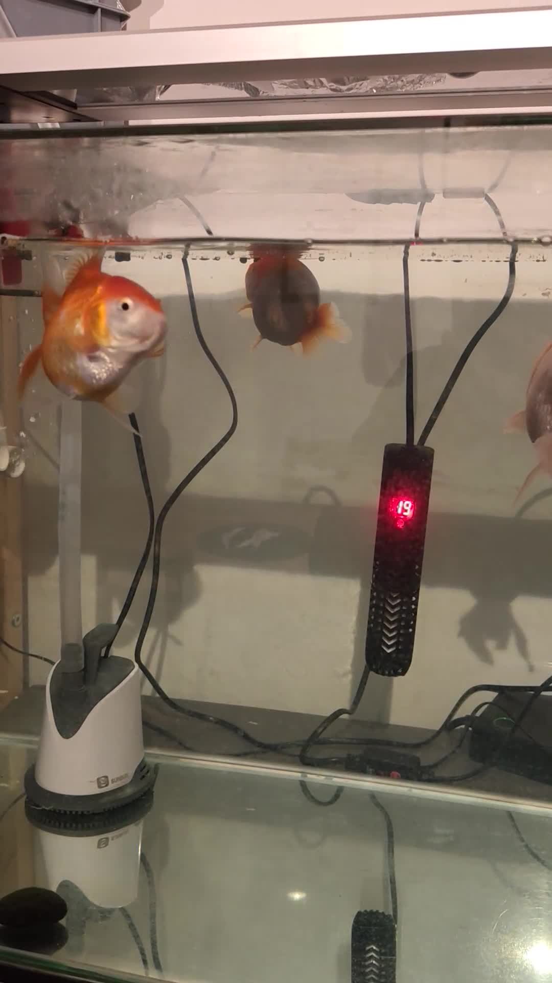 Fancy Goldfish fish for sale: tank with 3 fancy goldfishes - Video 1