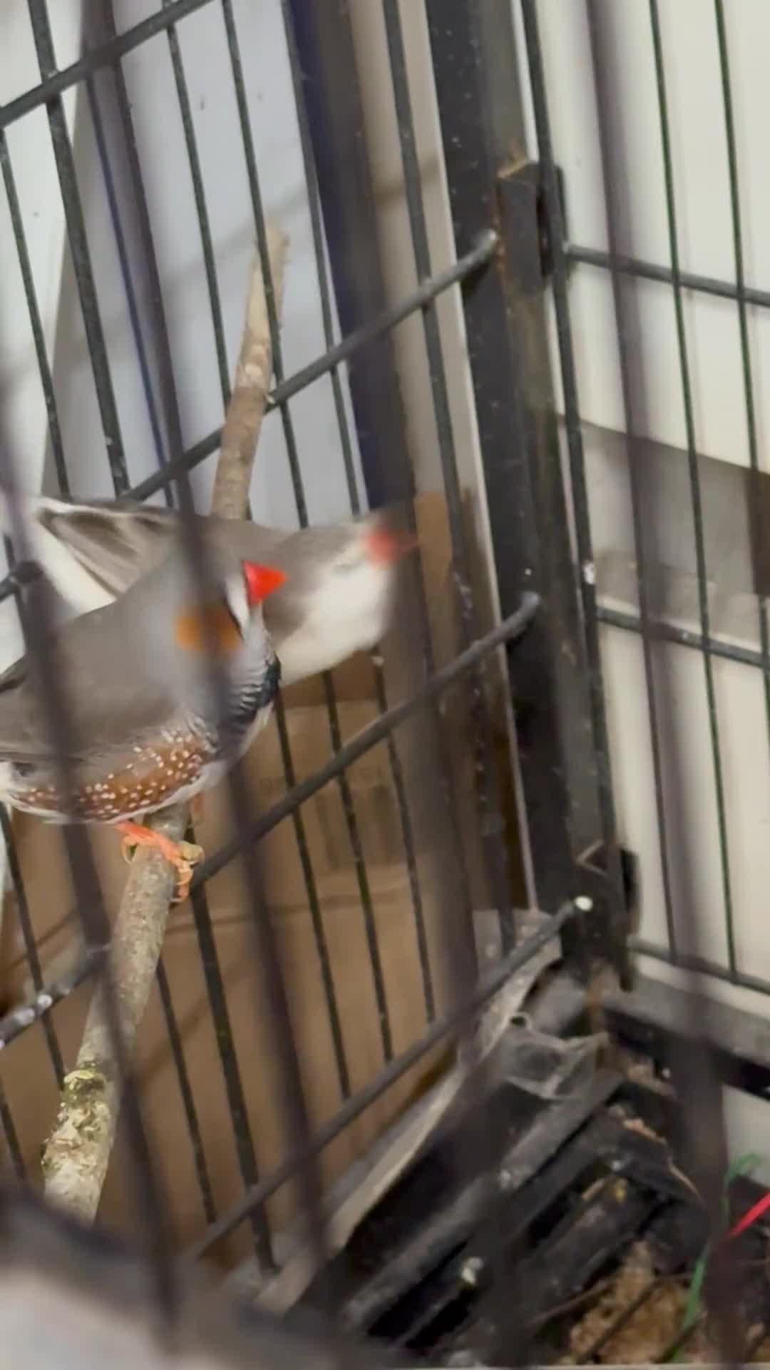 Mixed Breed birds for sale: For sale - Video 1