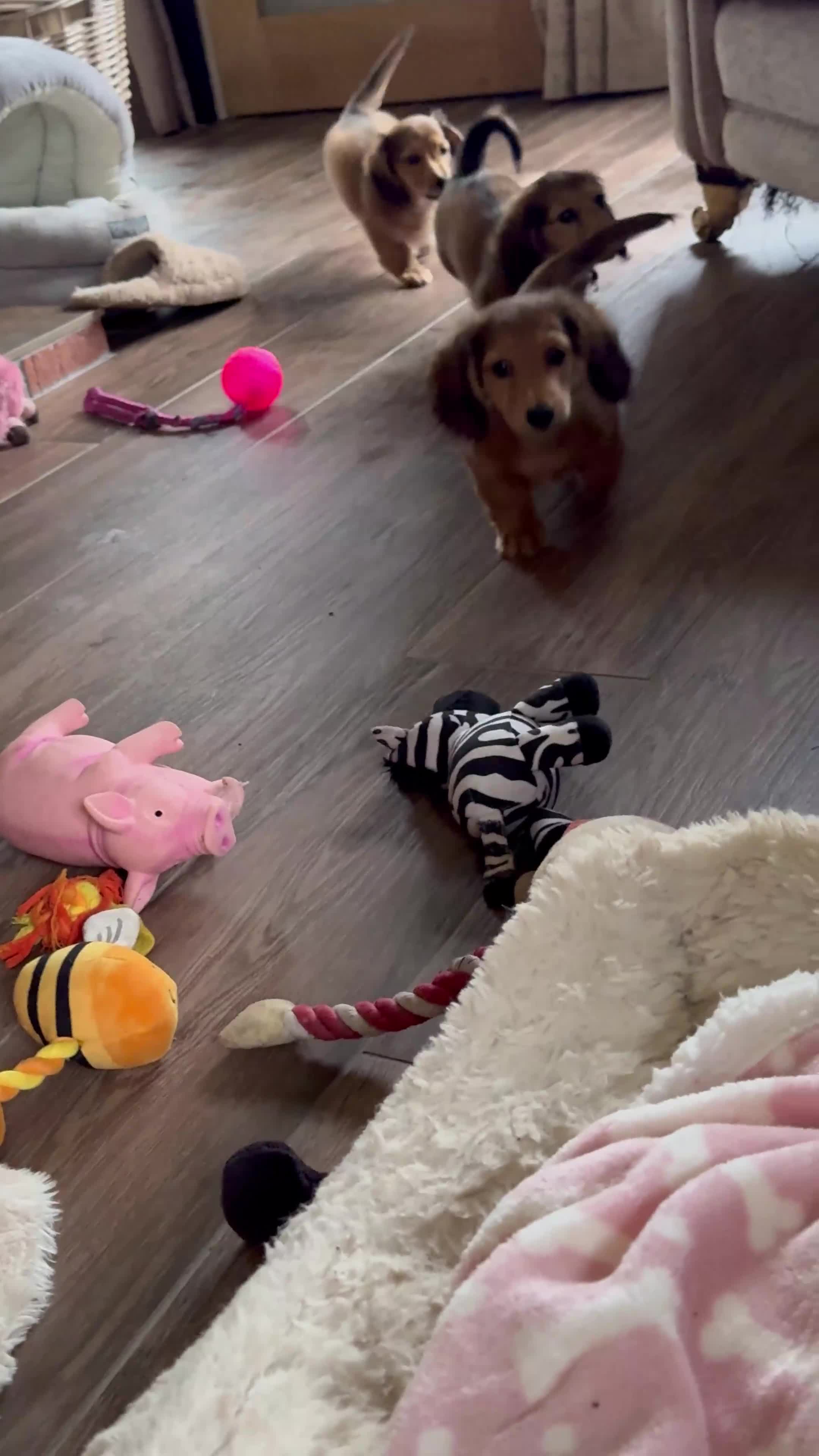 Miniature Dachshund dogs for sale:  REDUCED ready to go Kc reg red LH min dachshunds  - Video 1