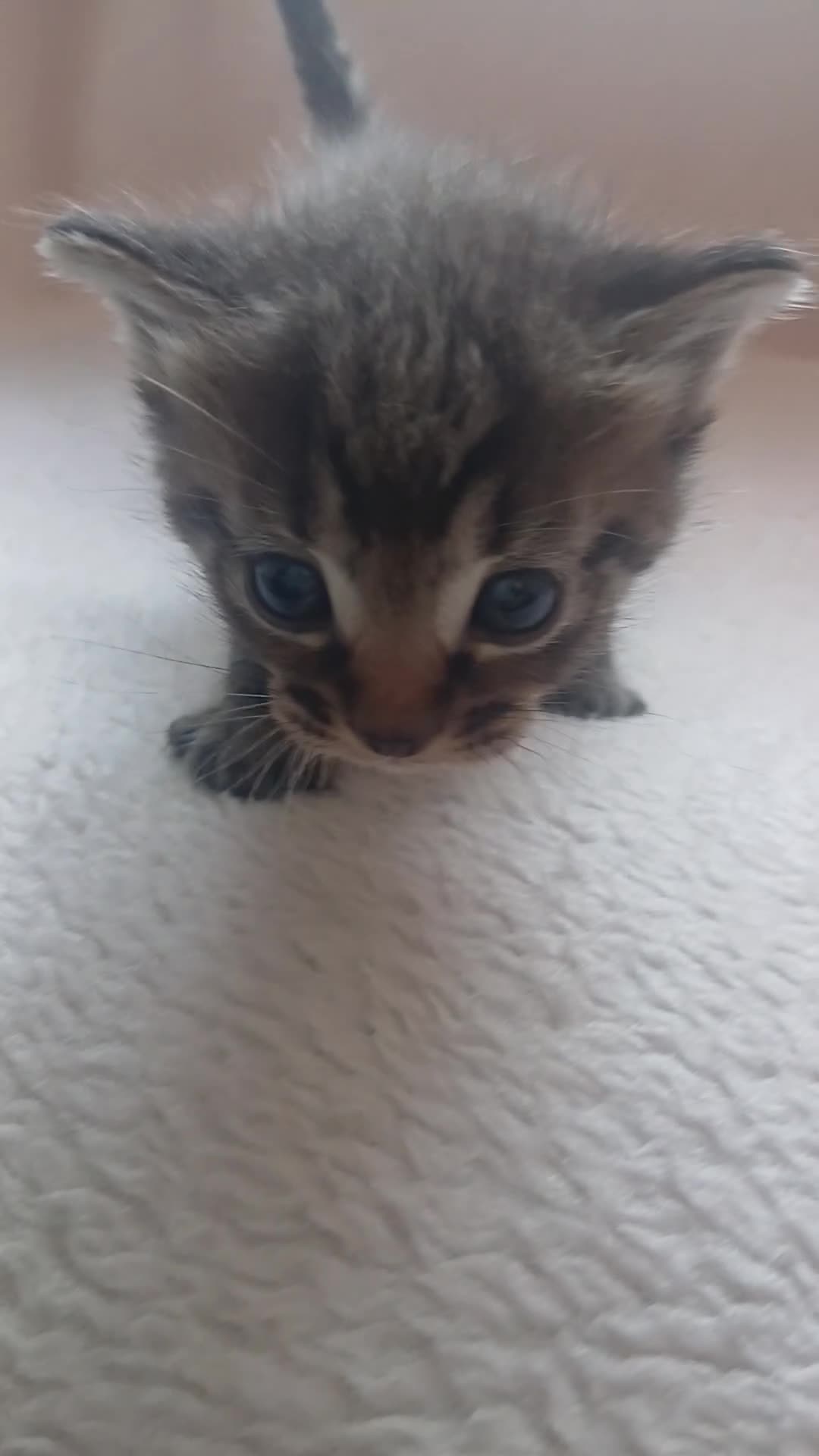 Mixed Breed cats for sale: Beautiful Ragdoll X Kittens - Video 3