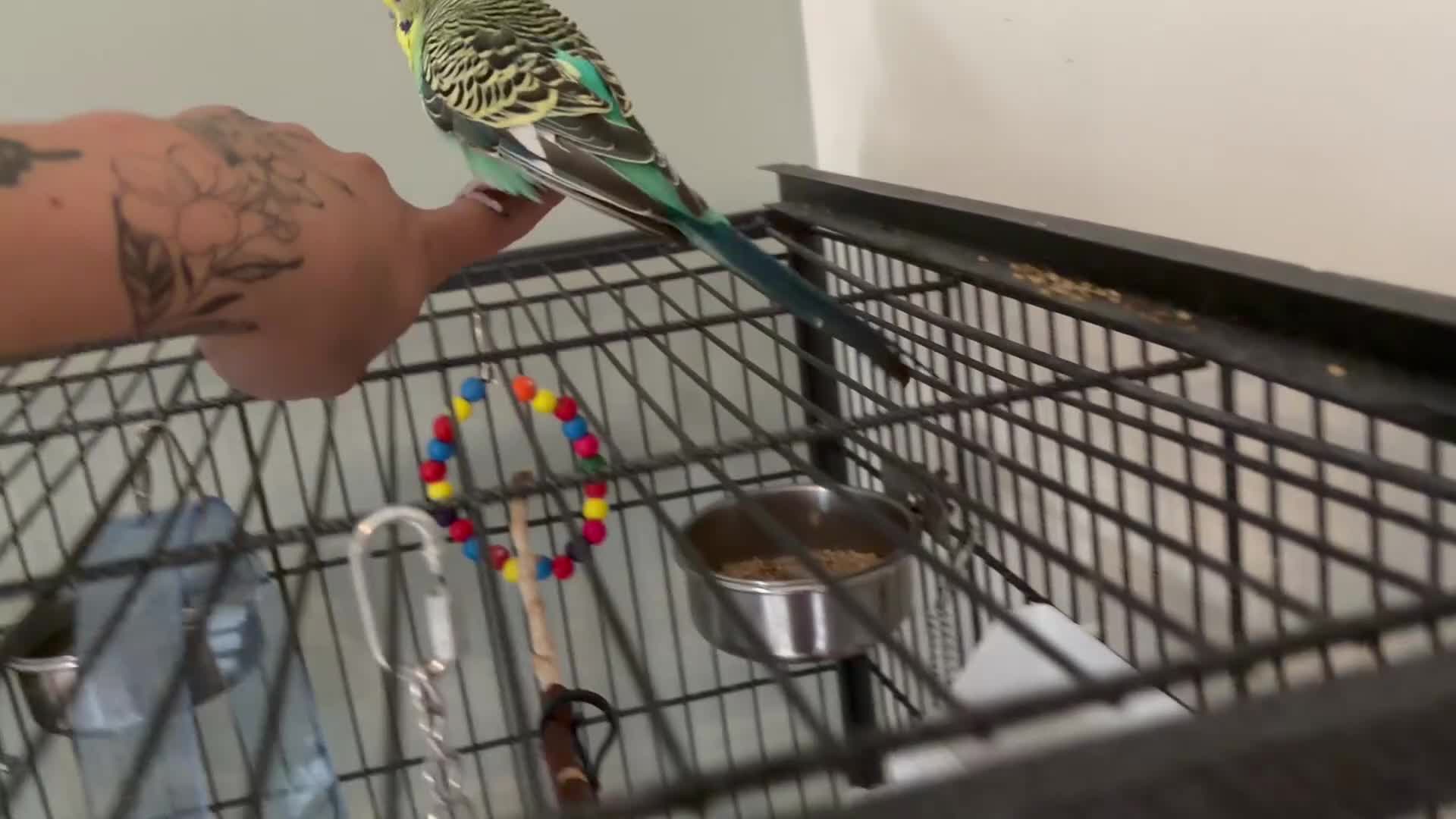Budgerigars birds for sale: 2 budges plus cage  in Bristol - Video 2