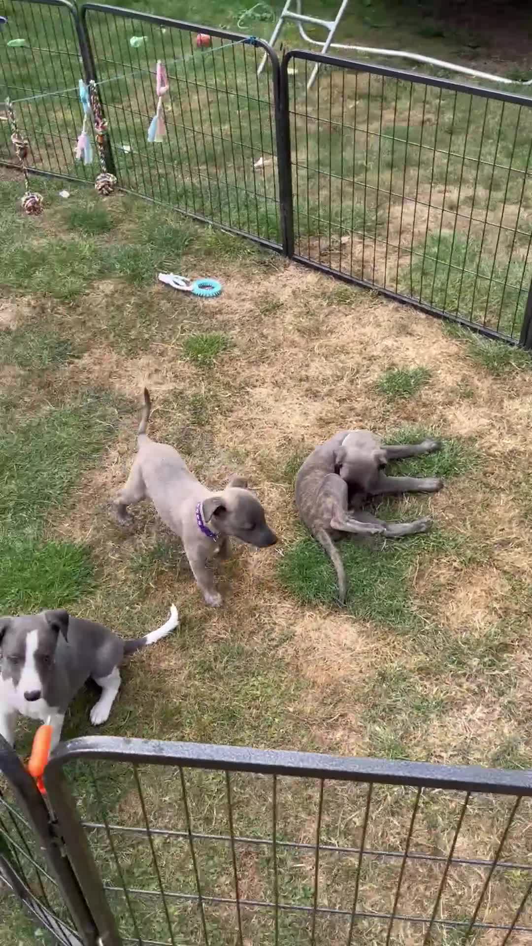 Whippet dogs for sale: Whippet puppies  - Video 1