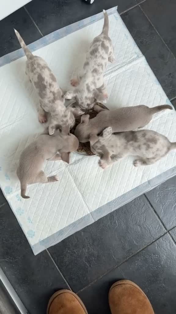 Chihuahua dogs for sale: Stunning litter of Merle & lilac chihuahuas  - Video 2