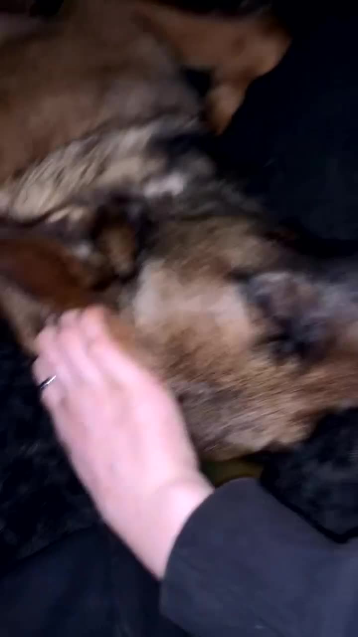 Belgian Shepherd Dog dogs for sale: Zeus  in Dewsbury - Video 1