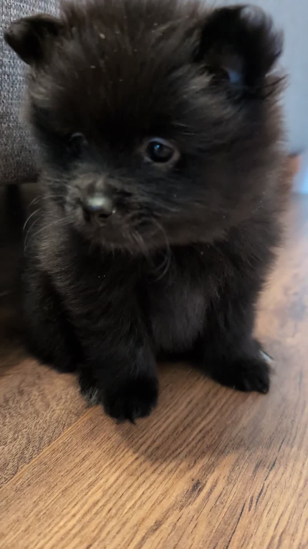 Pomeranian dogs for sale: Miniature Pomeranians - Video 1