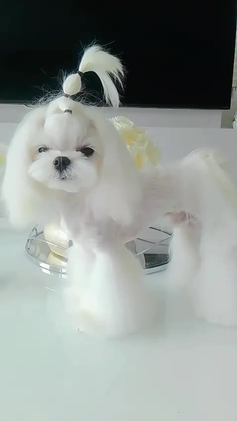 Maltese dogs for sale: 🩵KC reg  Korean doll face Maltese 🩵 - Video 2