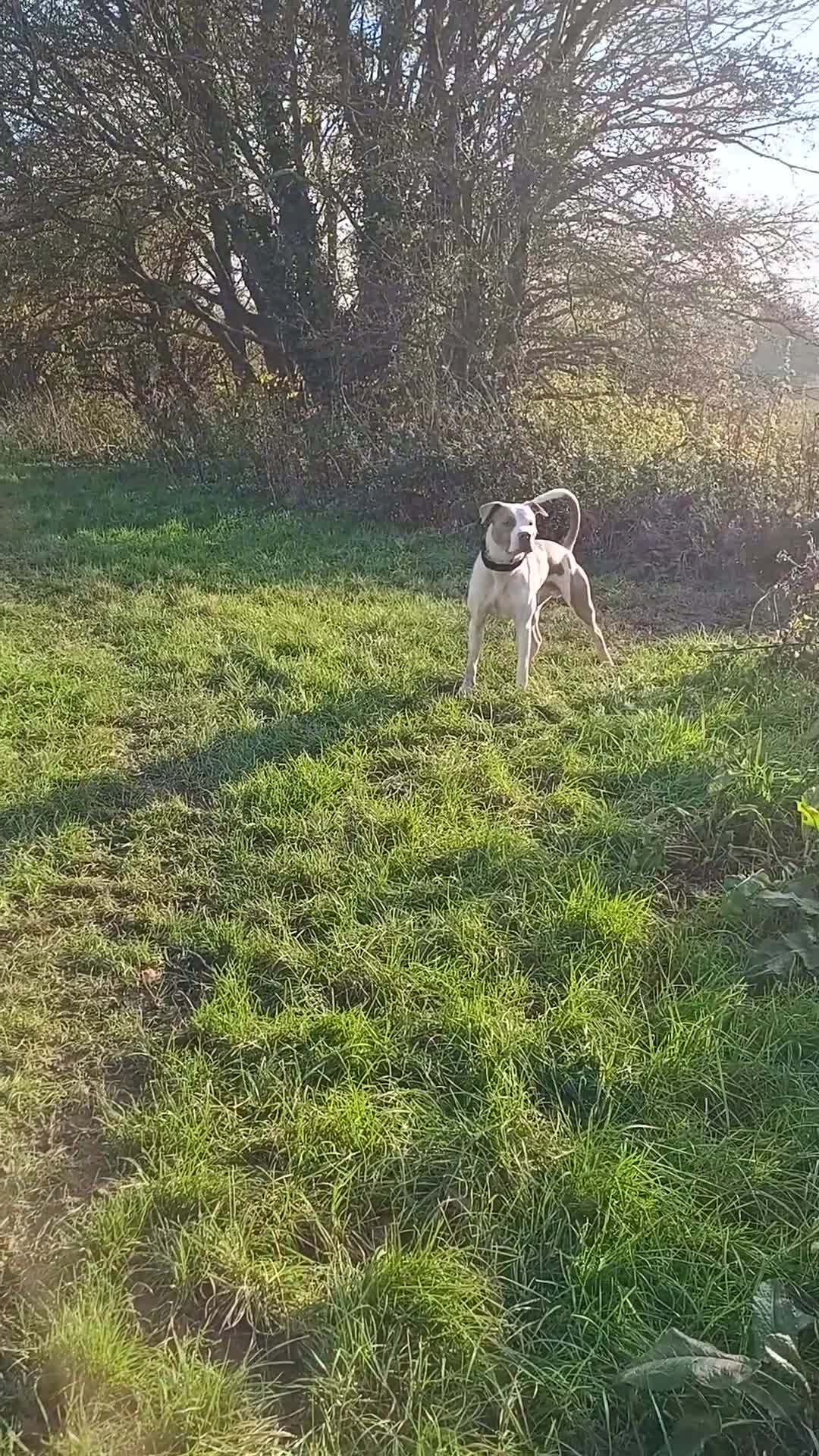 American Bulldog dogs for sale: Two years old American Bulldog  - Video 2