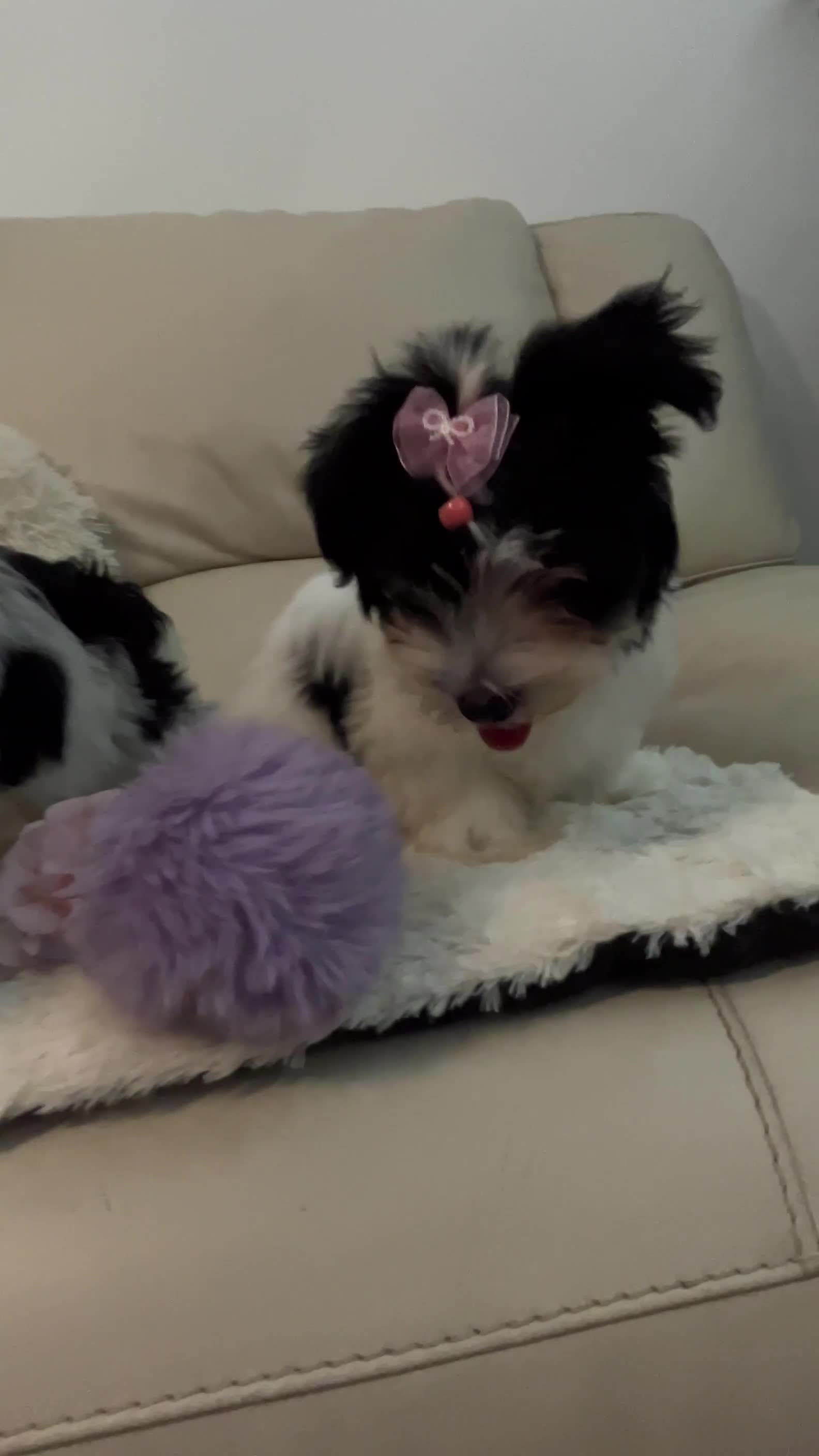 Biewer Terrier dogs for sale: 🩶🩷Biewer-Biro Champion heritage pups! 🐶❤️ - Video 2