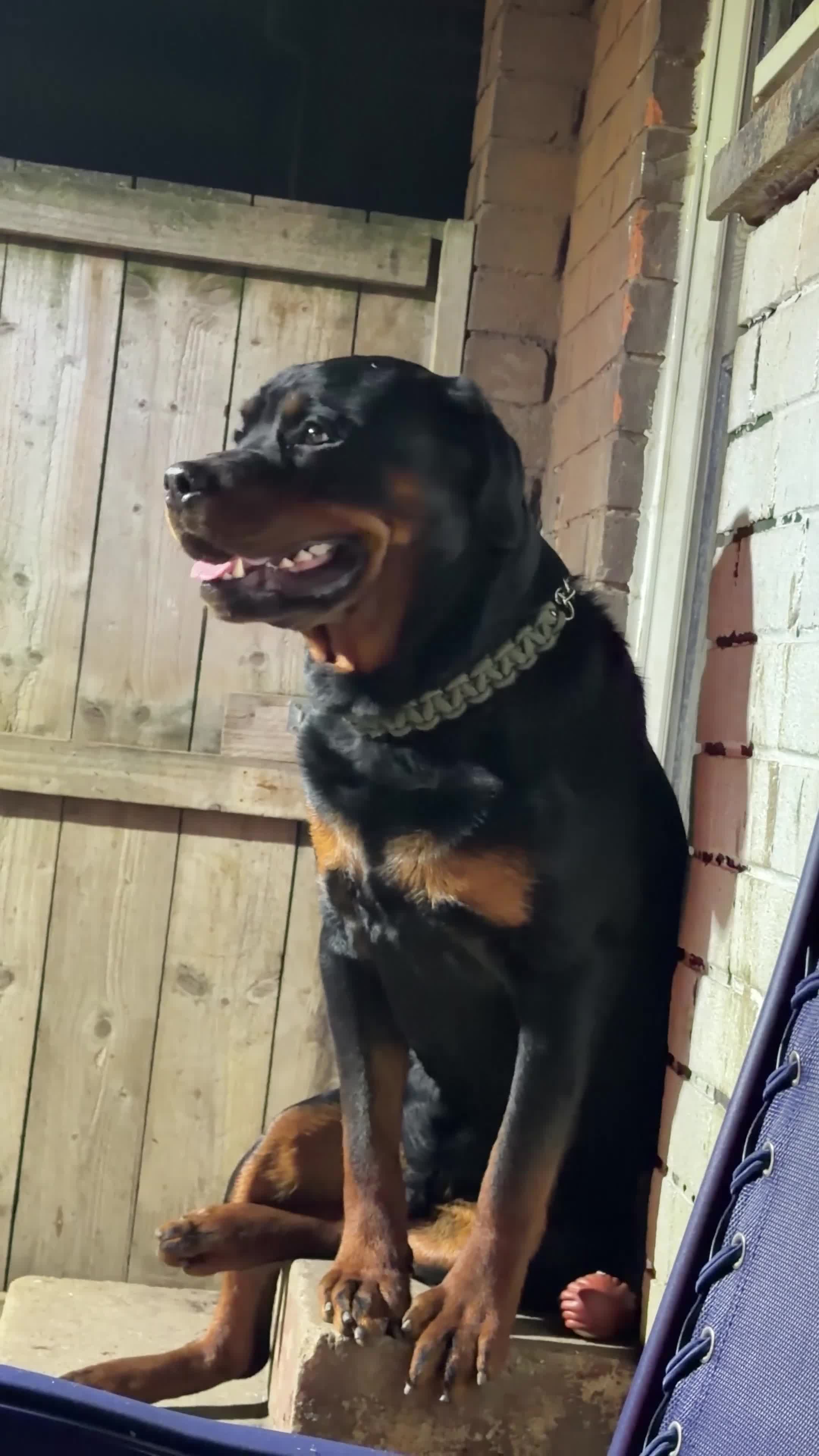 Rottweiler dogs for stud: ⭐️ Rottweiler stud ⭐️ - Video 1