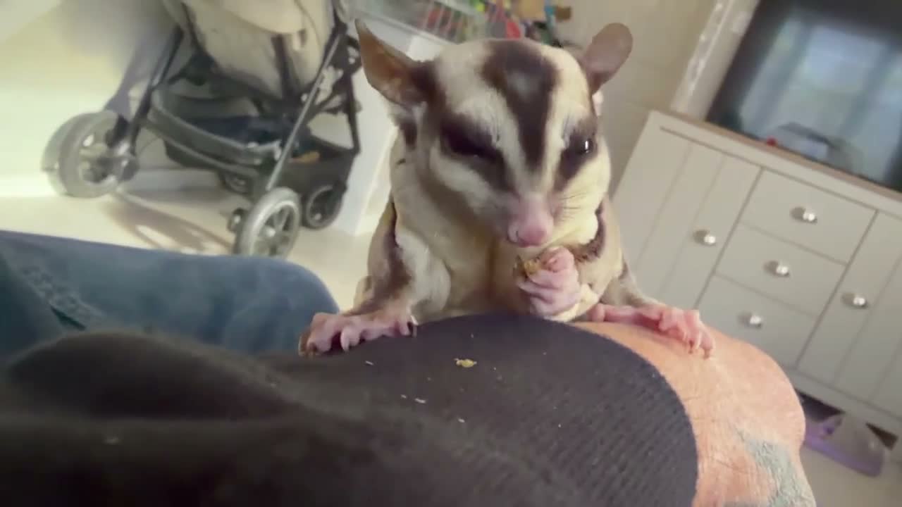 Mixed Breed reptiles for sale: Unrelated breeding pair sugar gliders  - Video 3