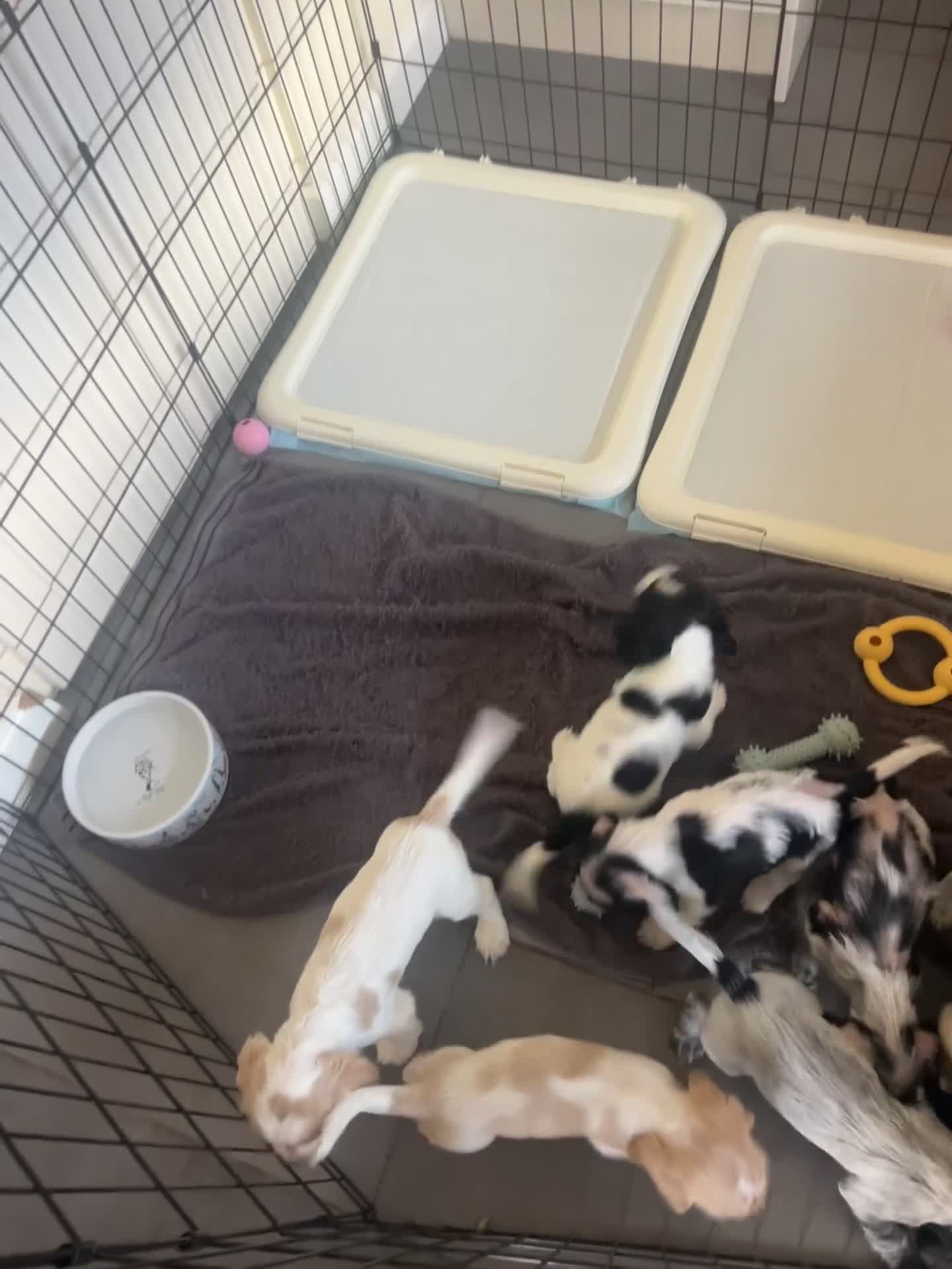Cocker Spaniel dogs for sale: COCKER SPANIEL PUPPIES £1250 READY TO LEAVE  - Video 1