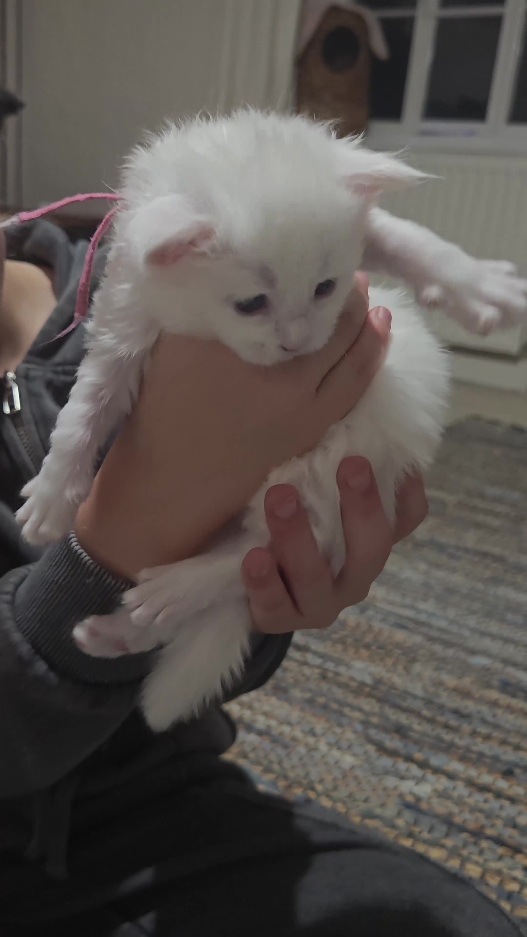 Maine Coon cats for sale: Exceptional Russian Line Maine coons - Video 1
