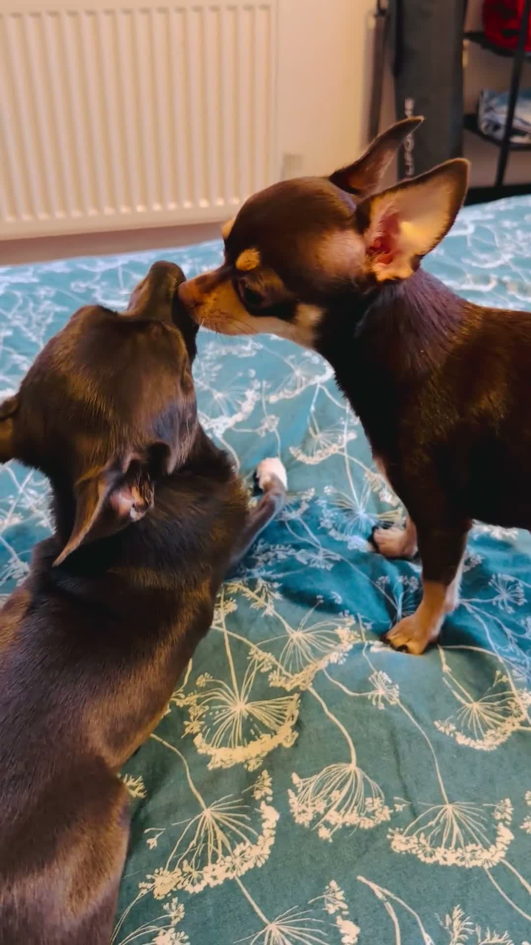 Chihuahua dogs for sale: Black grey rare chihuahua pups, healthy parents N1 - Video 3