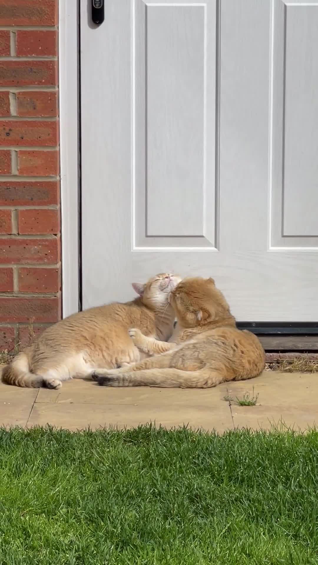 Scottish Fold cats for sale: LOVELY PUREBRED SCOTTISH FOLD GOLDEN KITTENS  - Video 1