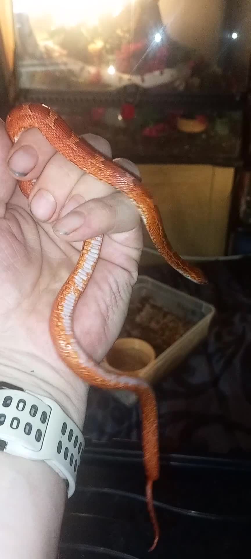 Corn Snake reptiles for sale: Corn snakes forsale 2025 corn snakes 2026 clutches - Video 1