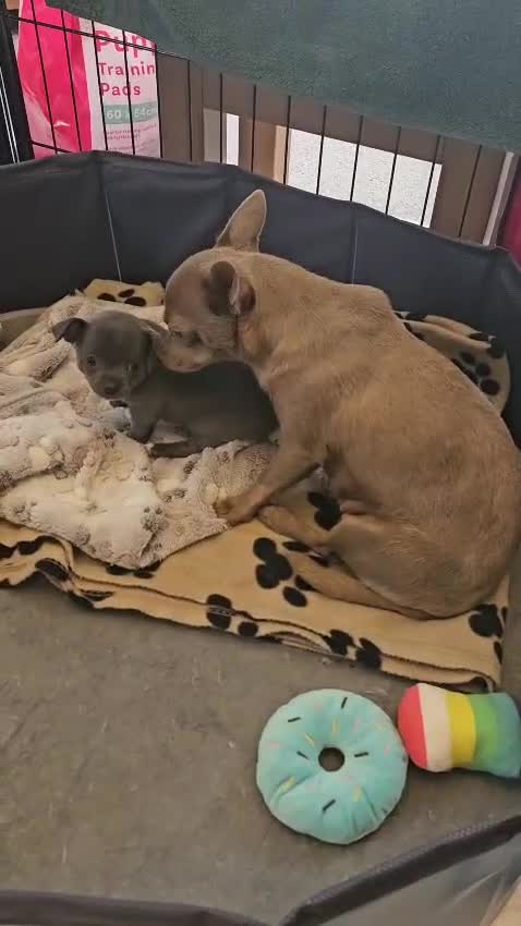Chihuahua dogs for sale: X1 Grey blue Smoothcoat Chihuahua female  - Video 1