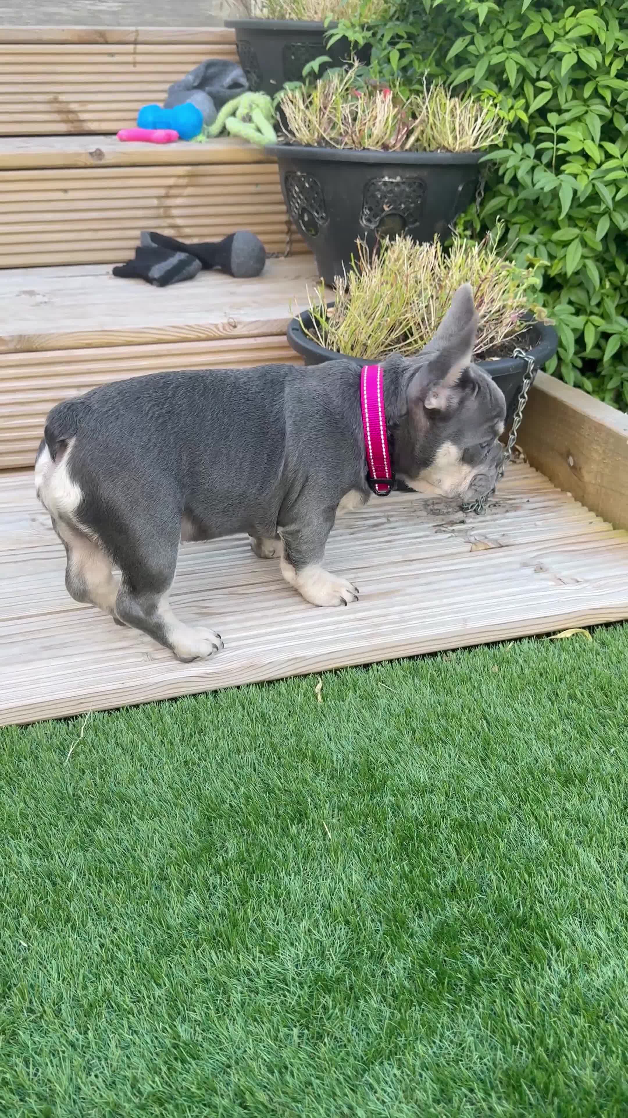 French Bulldog dogs for sale: French bulldog gorgeous girl - Video 1