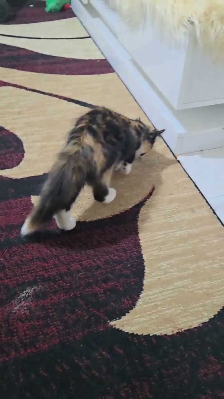 Mixed Breed cats for sale: Female kitten - Video 1