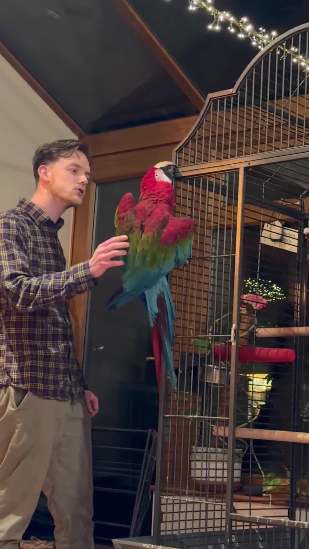 Macaws birds for sale: Greenwing Macaw - 3 years old in Scunthorpe - Video 3