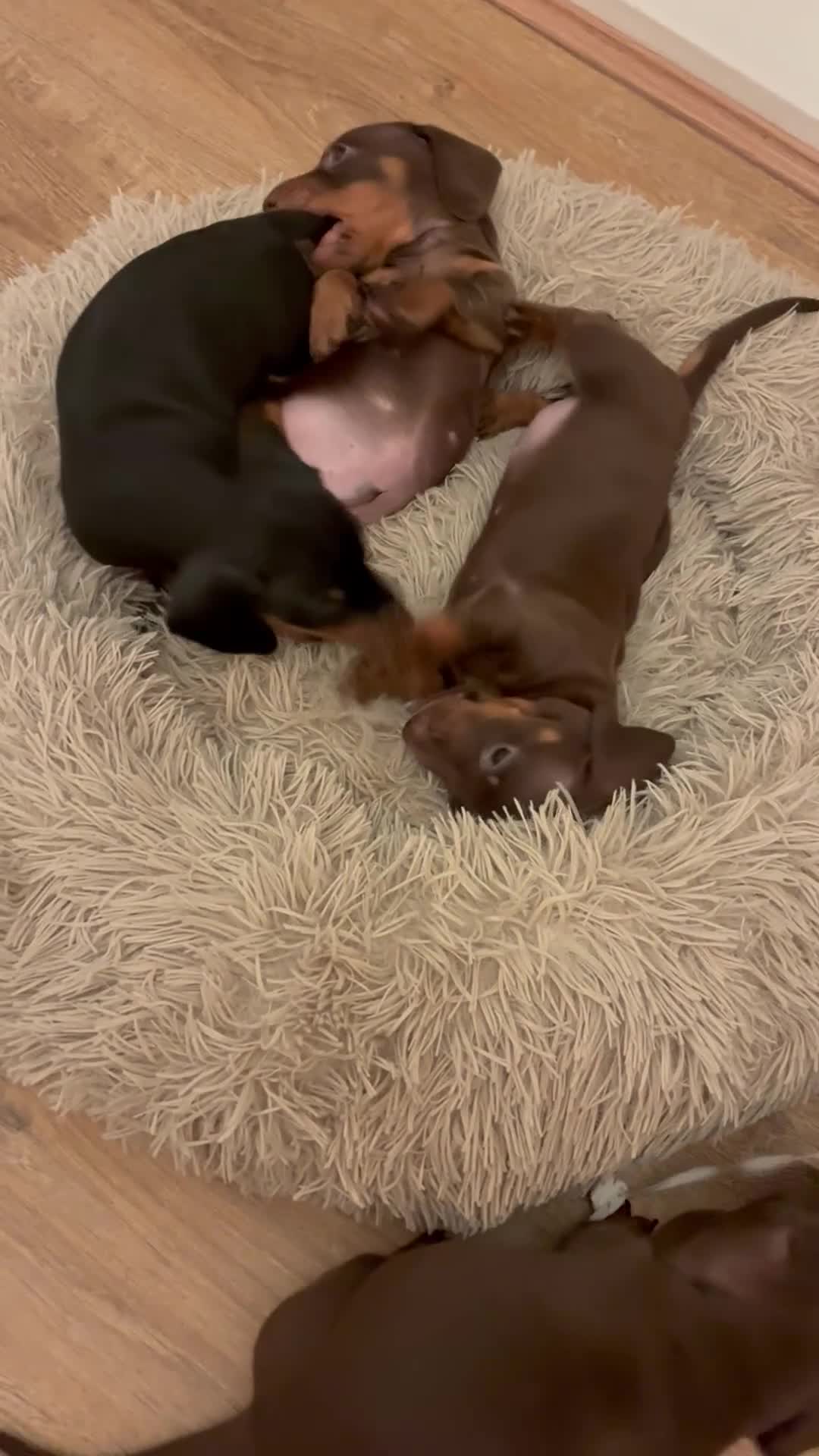 Miniature Dachshund dogs for sale: KC Miniature Dachshund puppies - Video 1