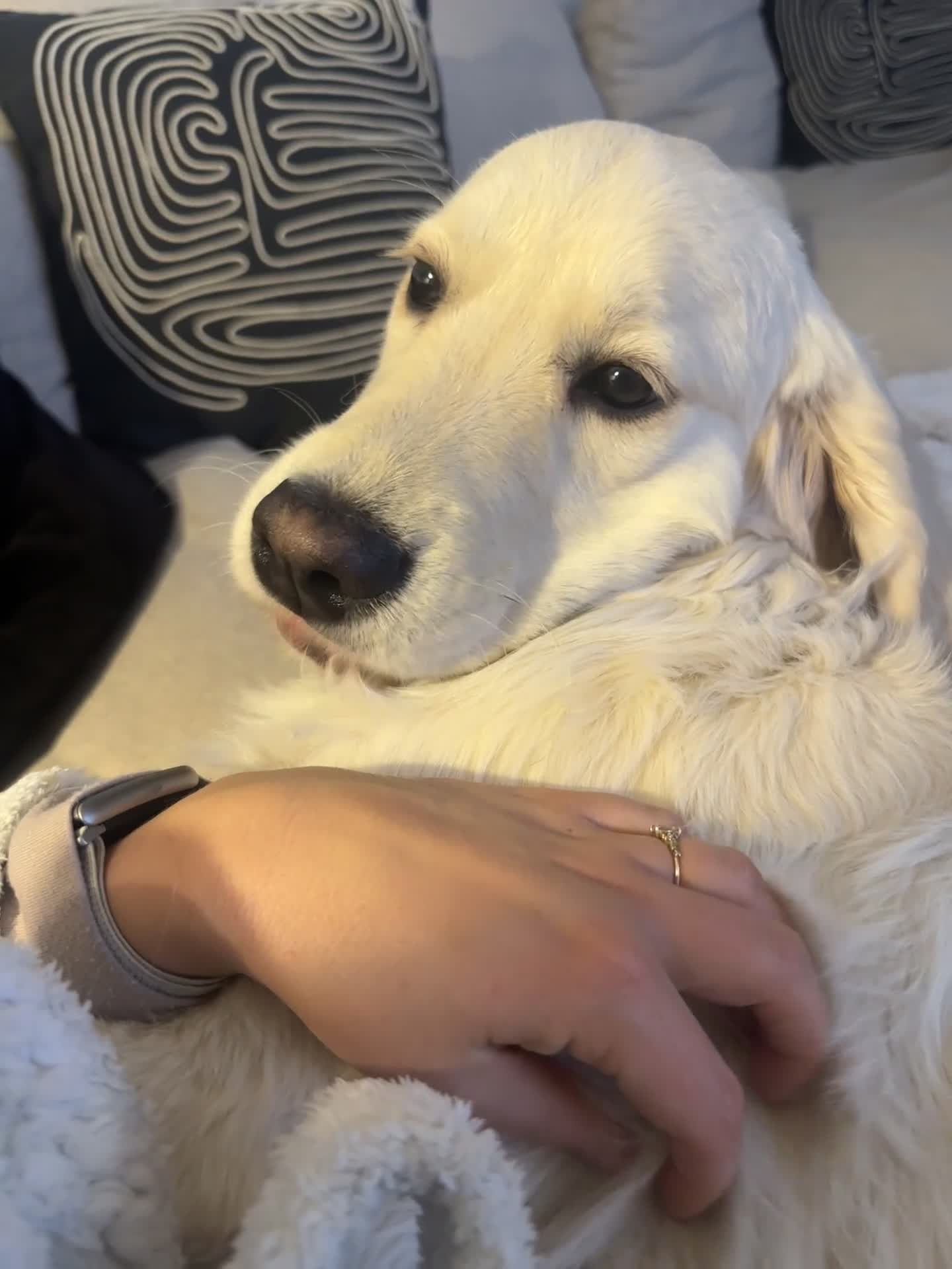 Golden Retriever dogs for sale: 8 month old golden retriever for rehome - Video 2