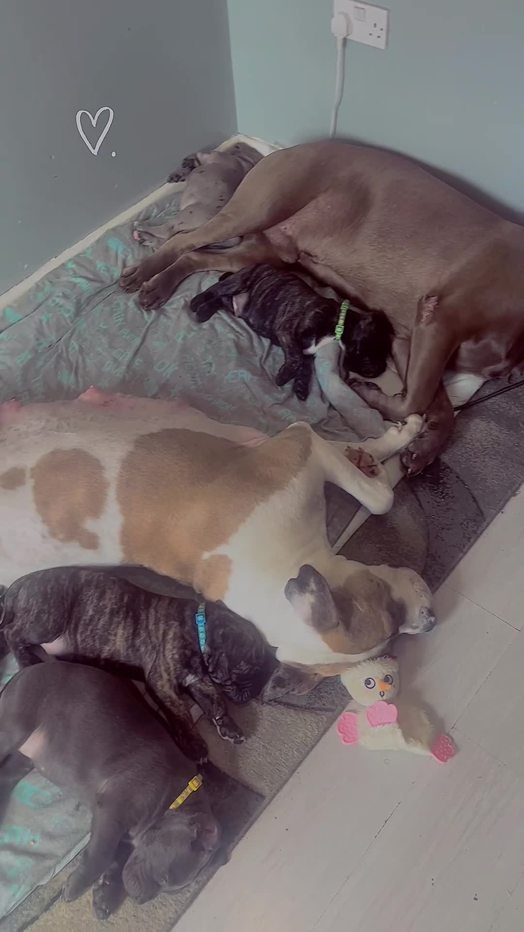 Mastiff dogs for sale: 2 gorgeous mixed mastiff boys left  - Video 1