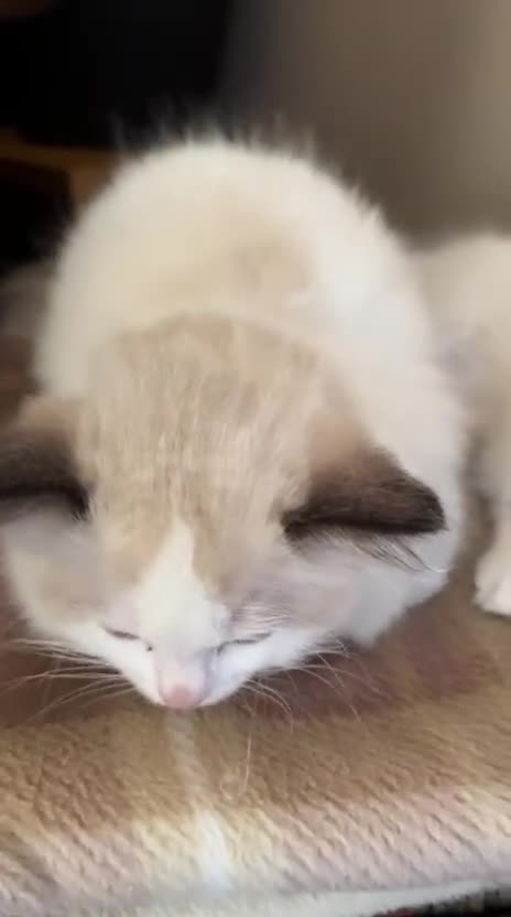Ragdoll cats for sale: Ragdoll kittens  - Video 1