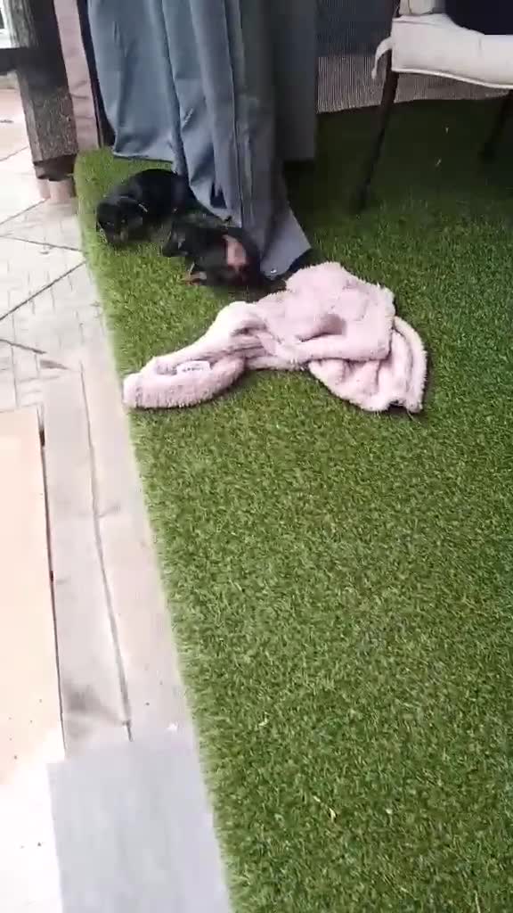 Miniature Dachshund dogs for sale: Last boy and girl  - Video 2