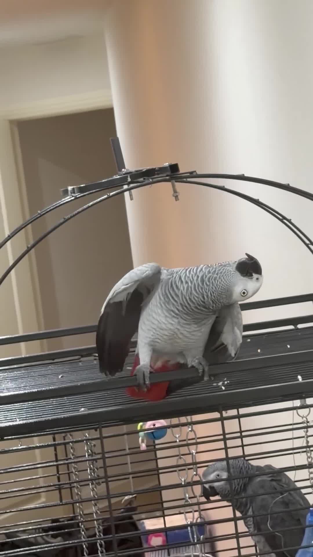 Parrots birds for sale: Breeding pair of African greys in Stockton-on-Tees - Video 1