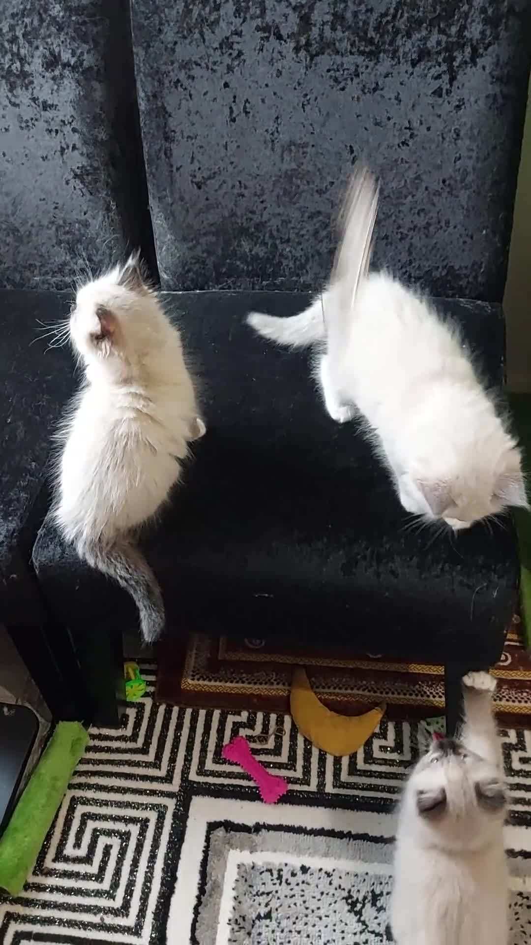 Ragdoll cats for sale: Beautiful and adorable rag dolls. 🐱🐱🐱🐱 - Video 3