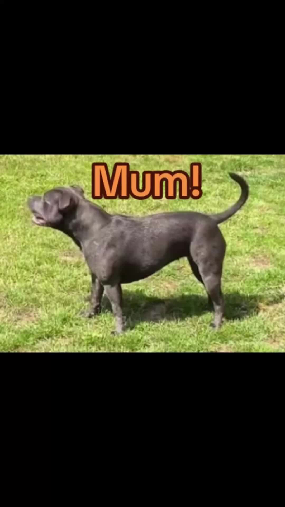 Staffordshire Bull Terrier dogs for sale: Amazing pups for sale  in Nuneaton - Video 2