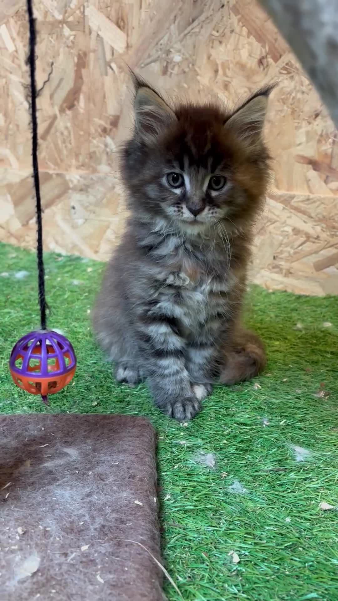 Maine Coon cats for sale: Main coon kittens  - Video 1