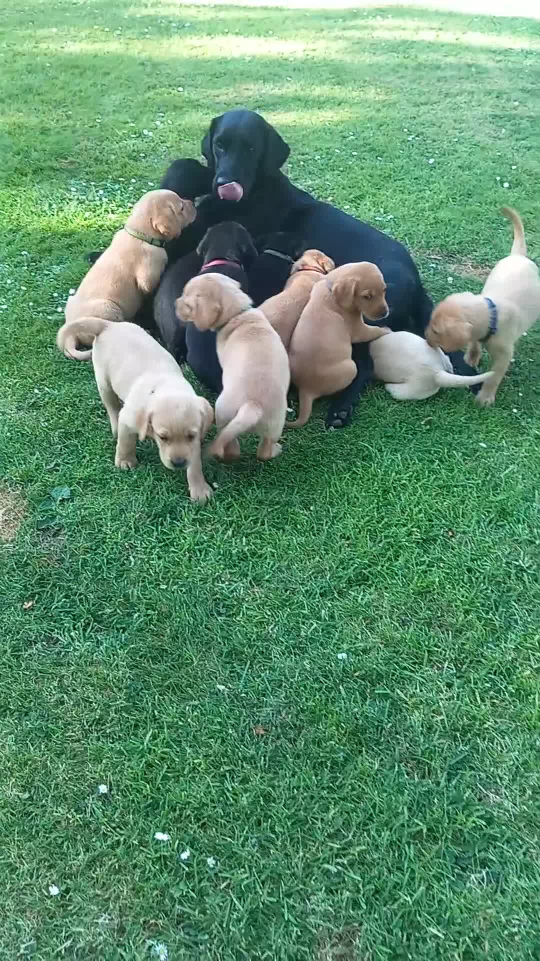 Labrador Retriever dogs for sale: Gorgeous KC registered puppies - Video 2