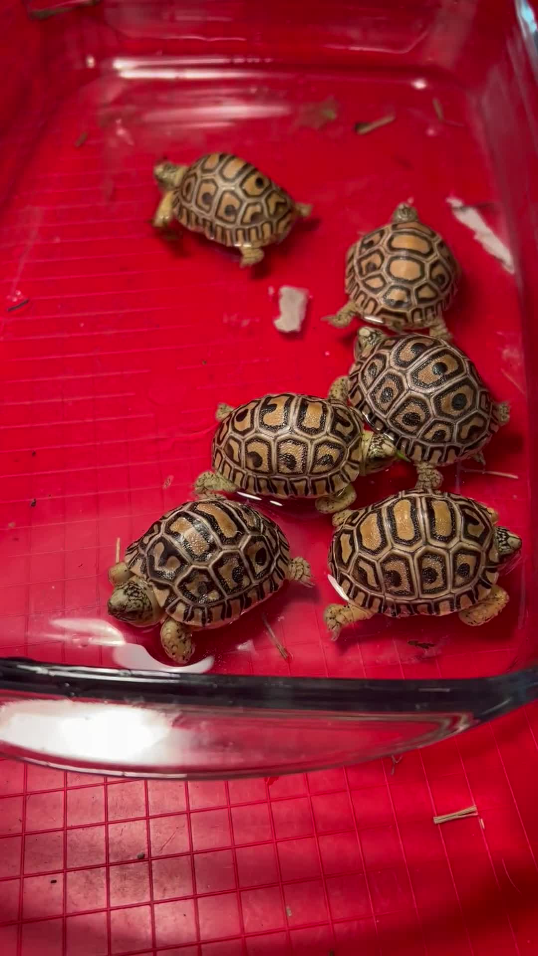 Mixed Breed reptiles for sale: Leopard tortoise babies x7 - Video 1