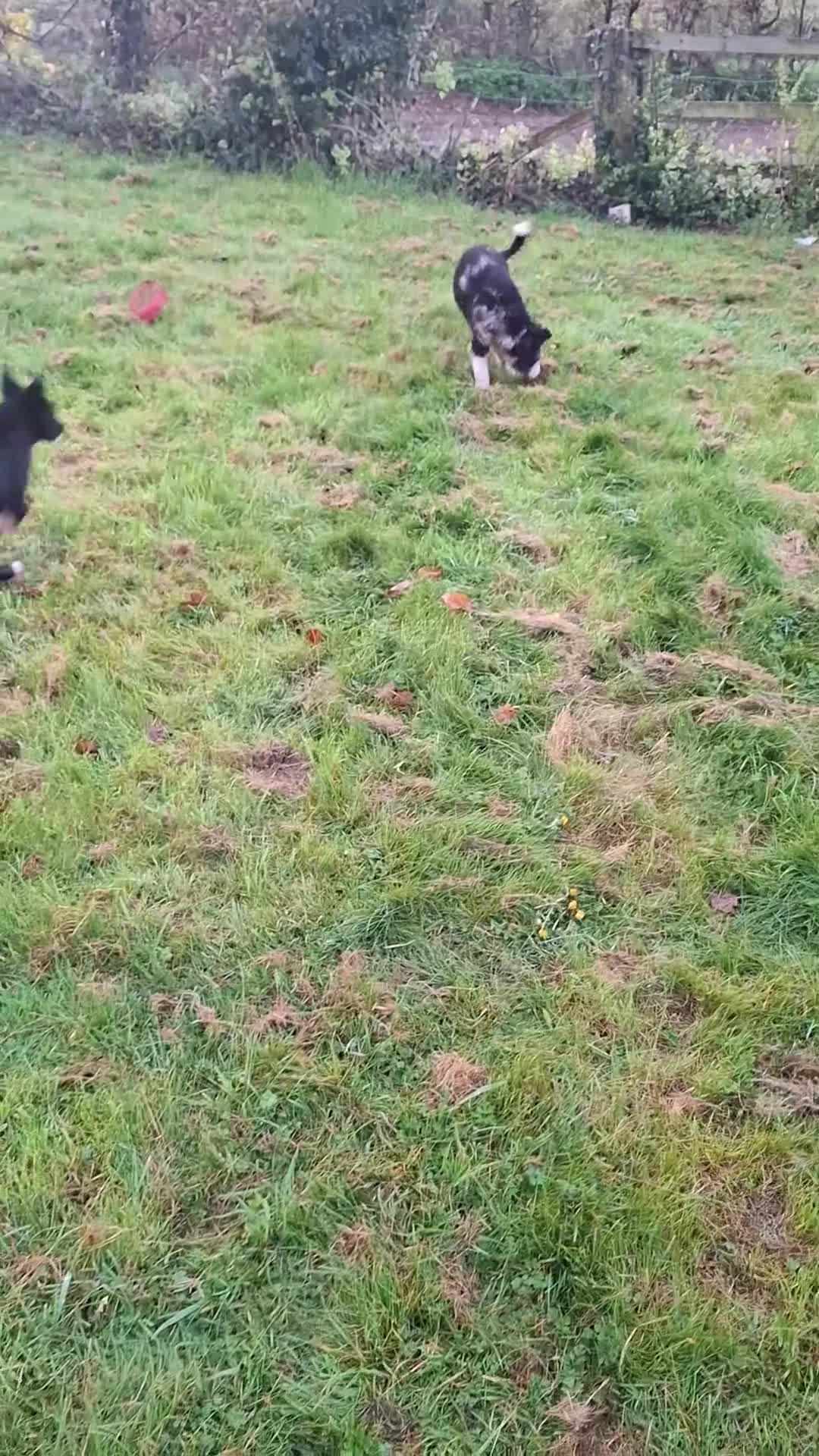 Border Collie dogs for sale: Border Collie pups in Abergavenny - Video 1