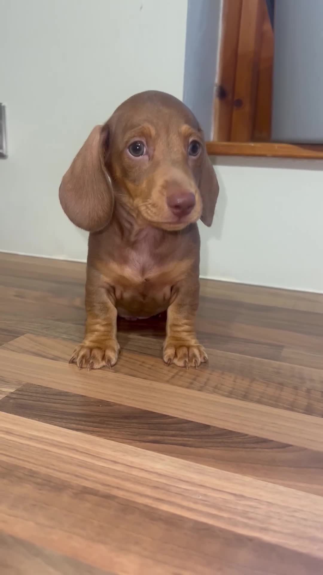 Miniature Dachshund dogs for sale: Boy miniature dachshund  - Video 1