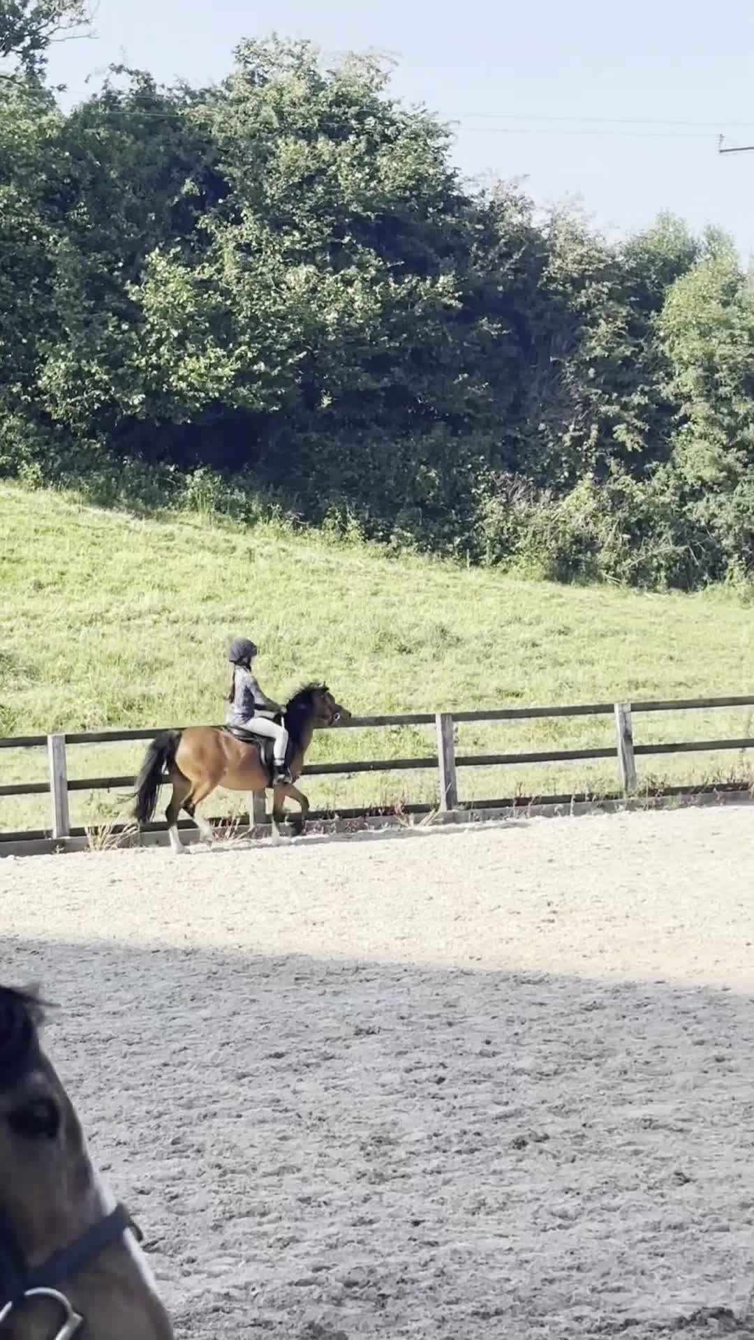 Welsh Section A horses for sale: Kids pony  - Video 1
